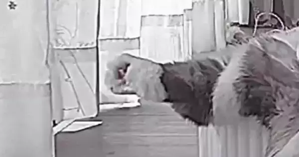 見守りカメラで『留守番中の猫』を見たら…想像以上に『ひとり時間を満喫している様子』に「腹抱えて笑ったｗ」「たぶん中身は人間」と爆笑の声