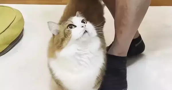 パパが現れると『足元に駆け寄る猫』→後を追って…まるでRPGのような光景が可愛すぎると反響「なかまにくわわったｗ」「ほんと大好きだね」