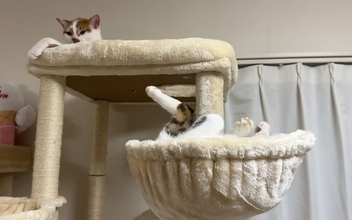 姉猫とどうしても『一緒に寝たい猫』が……『とんでもない体勢』で寄り添う姿に爆笑「猫の寝方ではないｗ」「一緒が良かったんだね」の声