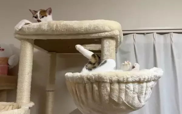 姉猫とどうしても『一緒に寝たい猫』が……『とんでもない体勢』で寄り添う姿に爆笑「猫の寝方ではないｗ」「一緒が良かったんだね」の声