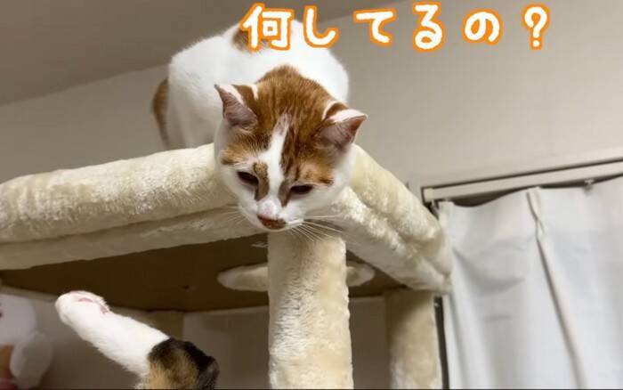 姉猫とどうしても『一緒に寝たい猫』が……『とんでもない体勢』で寄り添う姿に爆笑「猫の寝方ではないｗ」「一緒が良かったんだね」の声