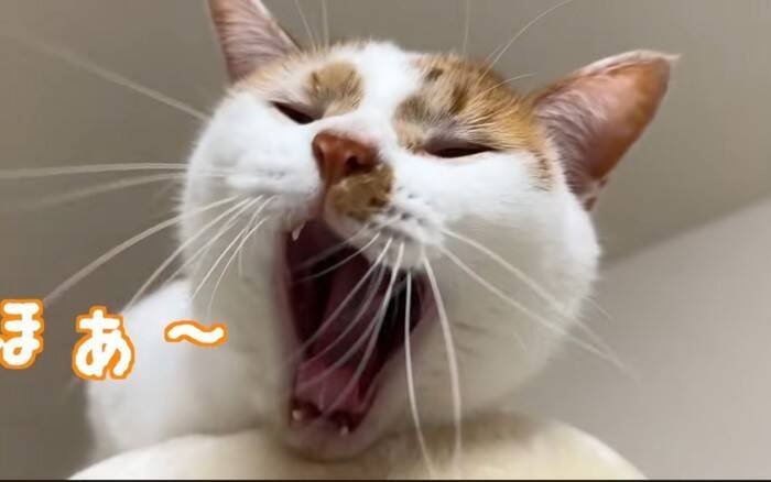 姉猫とどうしても『一緒に寝たい猫』が……『とんでもない体勢』で寄り添う姿に爆笑「猫の寝方ではないｗ」「一緒が良かったんだね」の声