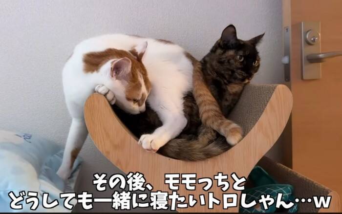姉猫とどうしても『一緒に寝たい猫』が……『とんでもない体勢』で寄り添う姿に爆笑「猫の寝方ではないｗ」「一緒が良かったんだね」の声
