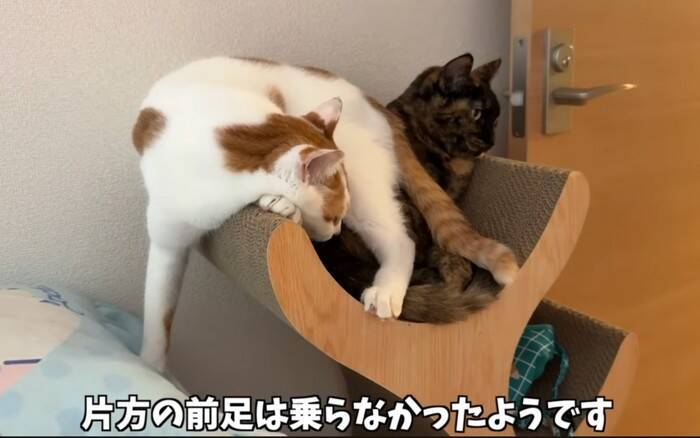 姉猫とどうしても『一緒に寝たい猫』が……『とんでもない体勢』で寄り添う姿に爆笑「猫の寝方ではないｗ」「一緒が良かったんだね」の声