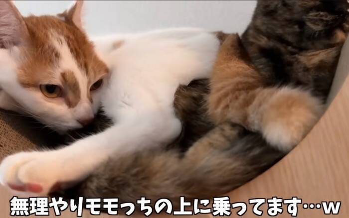 姉猫とどうしても『一緒に寝たい猫』が……『とんでもない体勢』で寄り添う姿に爆笑「猫の寝方ではないｗ」「一緒が良かったんだね」の声