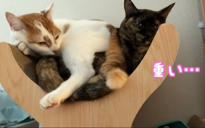 姉猫とどうしても『一緒に寝たい猫』が……『とんでもない体勢』で寄り添う姿に爆笑「猫の寝方ではないｗ」「一緒が良かったんだね」の声