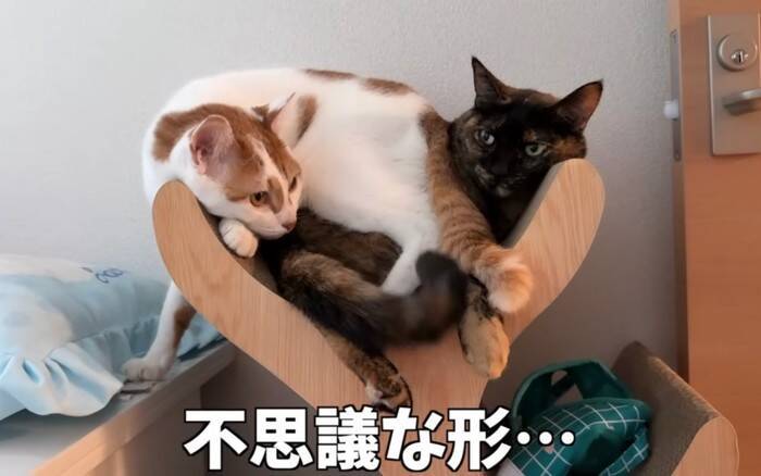 姉猫とどうしても『一緒に寝たい猫』が……『とんでもない体勢』で寄り添う姿に爆笑「猫の寝方ではないｗ」「一緒が良かったんだね」の声