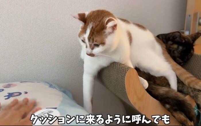 姉猫とどうしても『一緒に寝たい猫』が……『とんでもない体勢』で寄り添う姿に爆笑「猫の寝方ではないｗ」「一緒が良かったんだね」の声