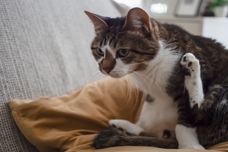 猫の『おしりが臭う』ときに考えられる原因3つ　気になるニオイを防ぐ対処法も解説