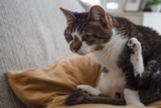 猫の『おしりが臭う』ときに考えられる原因3つ　気になるニオイを防ぐ対処法も解説