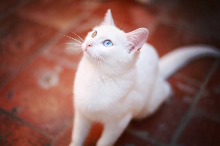 世界中で語り継がれる『猫の神様』3選　人々が猫を崇拝してきた理由も解説