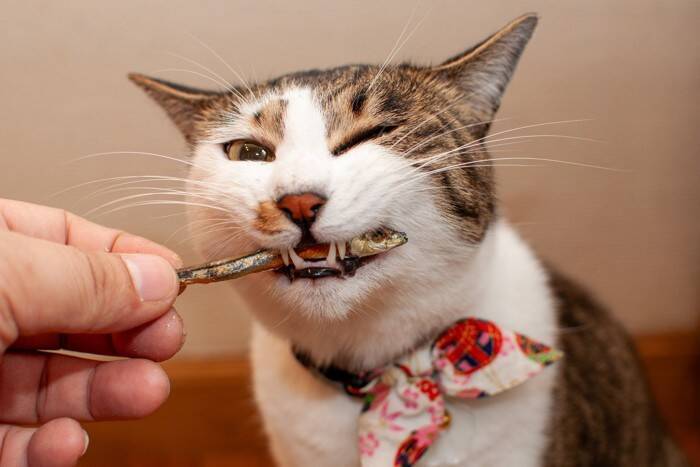 猫にとって『危険すぎる食べ物』5選　命を落とす可能性も…誤飲時に取るべき行動まで