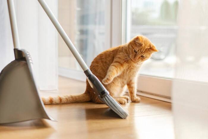 猫にとって『危険すぎる食べ物』5選　命を落とす可能性も…誤飲時に取るべき行動まで