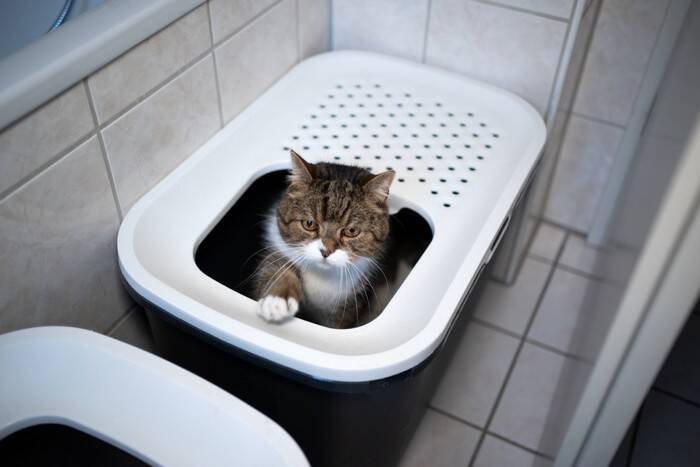 猫のトイレが臭うときの『ニオイ対策』6選　効果的な方法や見直したいポイント