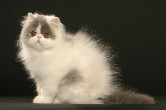 猫に触れると『静電気』が起きるのはなぜ？発生を防ぐ5つの対策術をご紹介