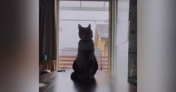 逆光で顔がよく見えなかったネコ→カメラで『ズーム』してみると……「思わず吹いたｗ」まさかの光景が30万再生「たまらんｗｗ」