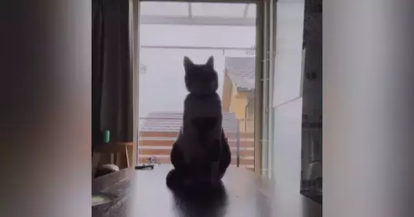 逆光で顔がよく見えなかったネコ→カメラで『ズーム』してみると……「思わず吹いたｗ」まさかの光景が30万再生「たまらんｗｗ」