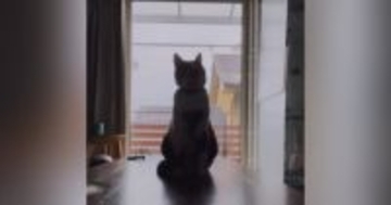 逆光で顔がよく見えなかったネコ→カメラで『ズーム』してみると……「思わず吹いたｗ」まさかの光景が30万再生「たまらんｗｗ」