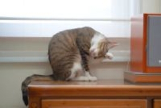 猫の目を『充血』させている原因5つ　病気の可能性も？適切な対処法まで解説