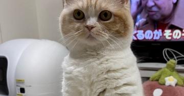 テレビを見ていたら、猫が目の前で見つめてきて…まるで『人形』のような瞬間に「かわいいｗ」「正座しているみたい」と１万いいね