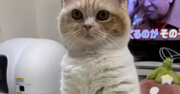 テレビを見ていたら、猫が目の前で見つめてきて…まるで『人形』のような瞬間に「かわいいｗ」「正座しているみたい」と１万いいね