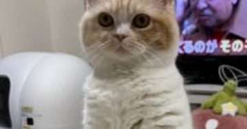 テレビを見ていたら、猫が目の前で見つめてきて…まるで『人形』のような瞬間に「かわいいｗ」「正座しているみたい」と１万いいね