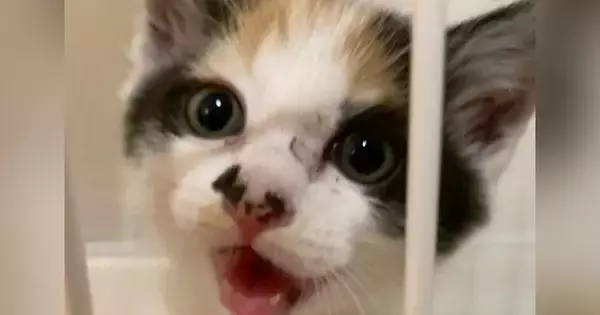 お迎え当初は『小さくて可愛らしかった三毛猫』が、約６年後…驚きのビフォーアフターに爆笑「もの凄くたくましいｗ」「背中で語るようにｗ」