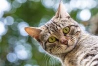 猫の『まばたき』の回数が少ない理由3つ　人との構造の違いや頻度が多いときの注意点も