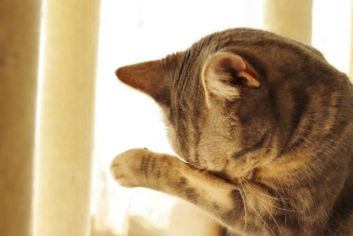 猫の『まばたき』の回数が少ない理由3つ　人との構造の違いや頻度が多いときの注意点も