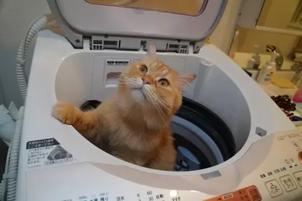 猫が起こしかねない『洗濯機』のトラブル3つ　入りたがる理由から防ぐための対策まで