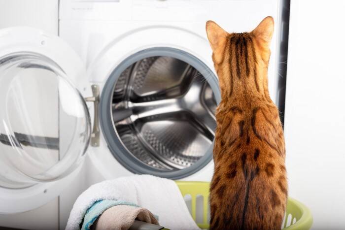 猫が起こしかねない『洗濯機』のトラブル3つ　入りたがる理由から防ぐための対策まで