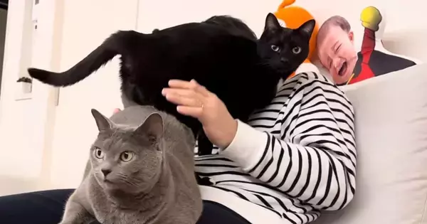 パパのことが大好きな猫たち→上に乗って『争奪戦』をして……微笑ましい日常の光景に「見ててほっこりする」「必死すぎて笑ったｗ」と反響