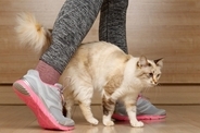猫があなたの『足を踏んでくる』4つの理由　わざわざ踏みたがる心理や上手な対処法も