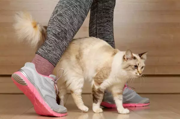 猫があなたの『足を踏んでくる』4つの理由　わざわざ踏みたがる心理や上手な対処法も