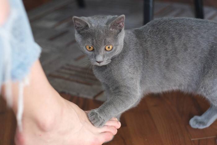 猫があなたの『足を踏んでくる』4つの理由　わざわざ踏みたがる心理や上手な対処法も