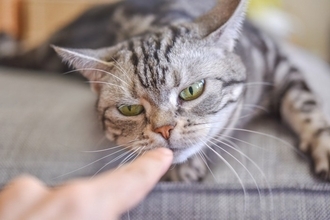 猫があなたを好きになる『可愛がり方』のコツ4選　避けるべき行為も？心がけたいこととは