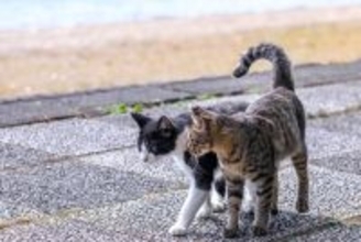 猫の相性は『性別』によって違うの？3つの組み合わせ別に傾向や注意点を解説