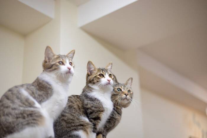 猫の相性は『性別』によって違うの？3つの組み合わせ別に傾向や注意点を解説