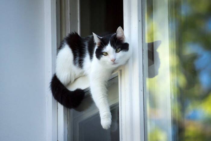 猫にとって危険な『お留守番のさせ方』6つ　起こりうるトラブルや安全対策のポイント