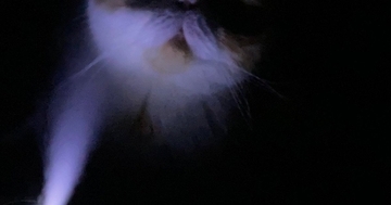 加湿器をつけて寝ていると猫がやってきて…飼い主が恐怖を感じた『ホラーな光景』に爆笑の声「怪談話が始まるのかなｗ」「お化け屋敷みたい」