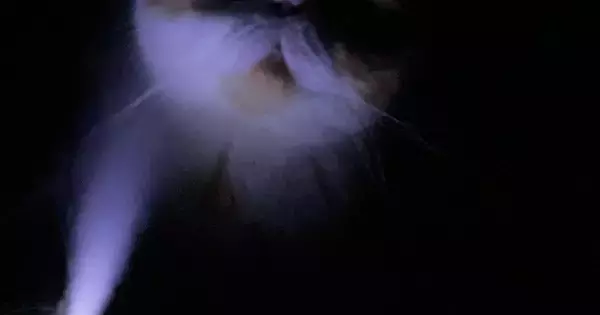 加湿器をつけて寝ていると猫がやってきて…飼い主が恐怖を感じた『ホラーな光景』に爆笑の声「怪談話が始まるのかなｗ」「お化け屋敷みたい」