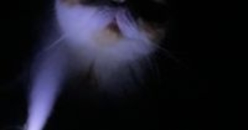 加湿器をつけて寝ていると猫がやってきて…飼い主が恐怖を感じた『ホラーな光景』に爆笑の声「怪談話が始まるのかなｗ」「お化け屋敷みたい」
