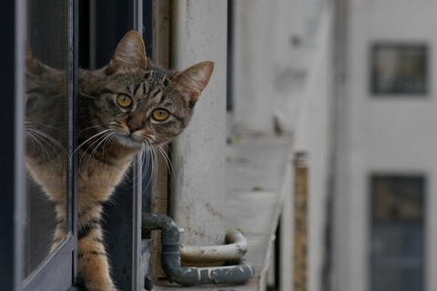 猫の『家出リスク』を高めるNG環境5つ　見落としがちなポイントや脱走を防ぐ改善策
