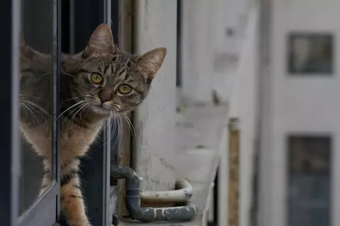 猫の『家出リスク』を高めるNG環境5つ　見落としがちなポイントや脱走を防ぐ改善策