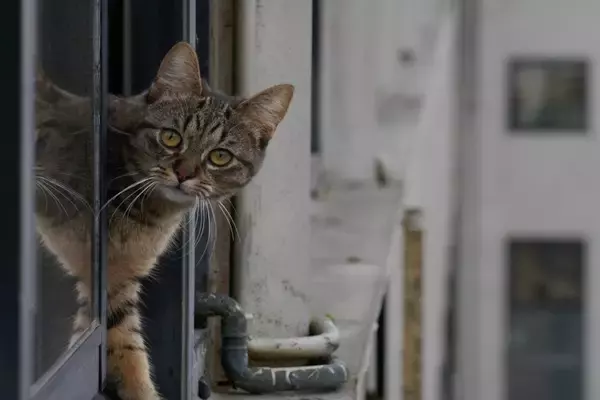 猫の『家出リスク』を高めるNG環境5つ　見落としがちなポイントや脱走を防ぐ改善策