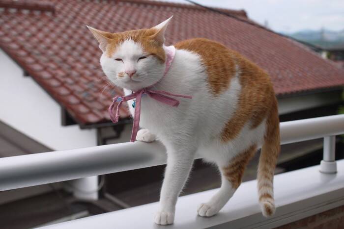 猫の『家出リスク』を高めるNG環境5つ　見落としがちなポイントや脱走を防ぐ改善策