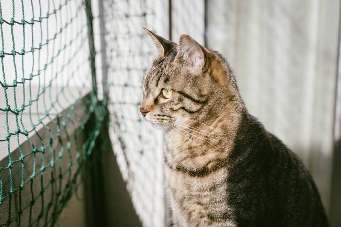 猫の『家出リスク』を高めるNG環境5つ　見落としがちなポイントや脱走を防ぐ改善策