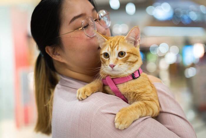 猫の『家出リスク』を高めるNG環境5つ　見落としがちなポイントや脱走を防ぐ改善策