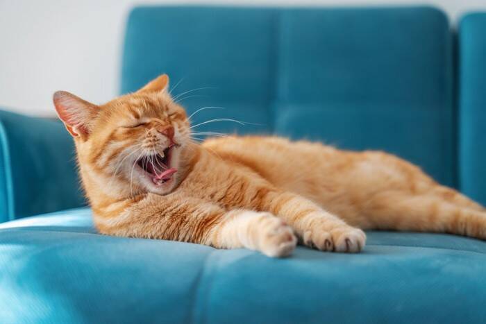 猫好きが密かにやる『他人には見せられない行動』3選　あなたの愛猫だけが知っている姿とは？