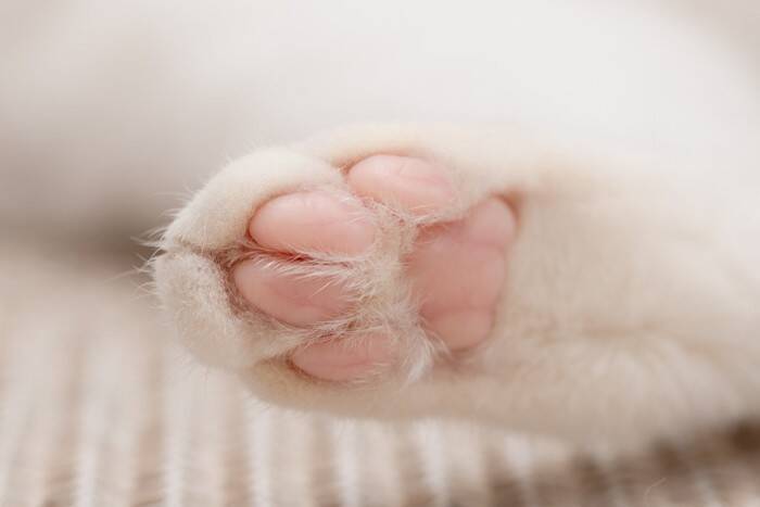 人間にはあるのに猫にない？『体のパーツ』4つ　なぜ猫には必要ないの？人との違いも解説